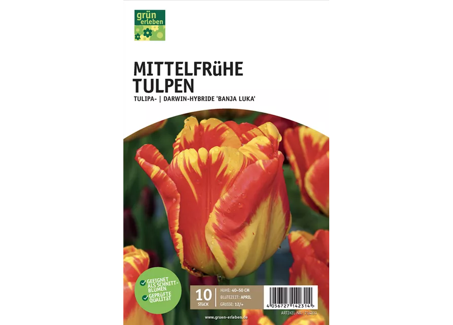 Darwin Hybrid-Tulpen