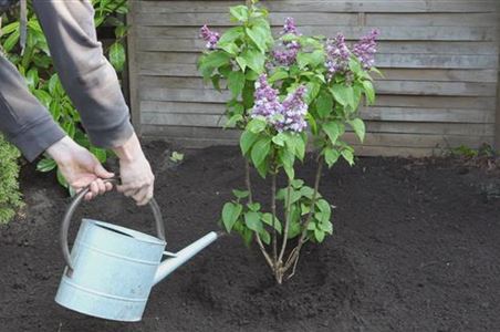 Setzer Ihr Gartencenter aus RhedaWiedenbrück