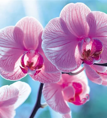 Orchideentage