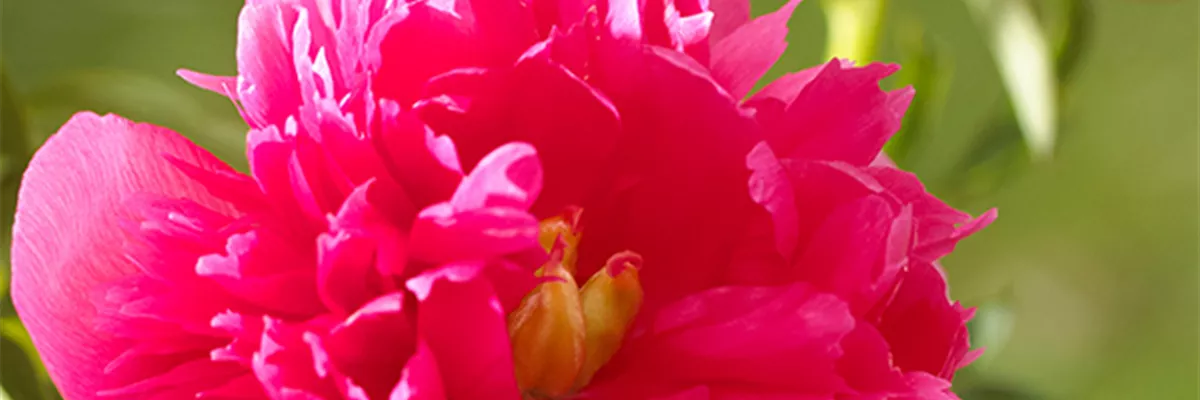 2703_Valentinstag2019_Pfingstrose1.2
