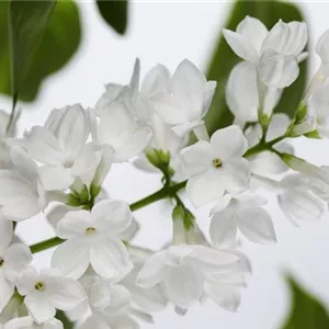 FLIEDER - EINPFLANZEN IM GARTEN