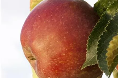 SOMMERSCHNITT FüR OBSTBäUME