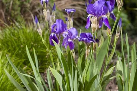 IRIS - DIE PFLANZE MIT DEN VIELEN GESICHTERN